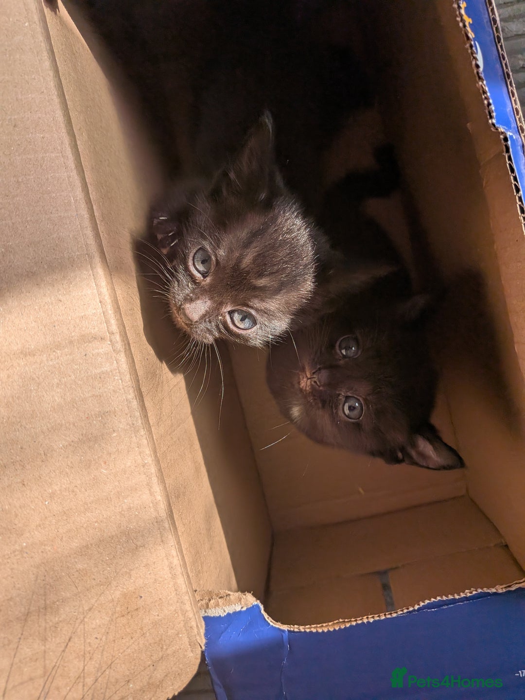 Domestic Shorthair cats for sale: 3 loveable female kittens ready mid October  - Image 2