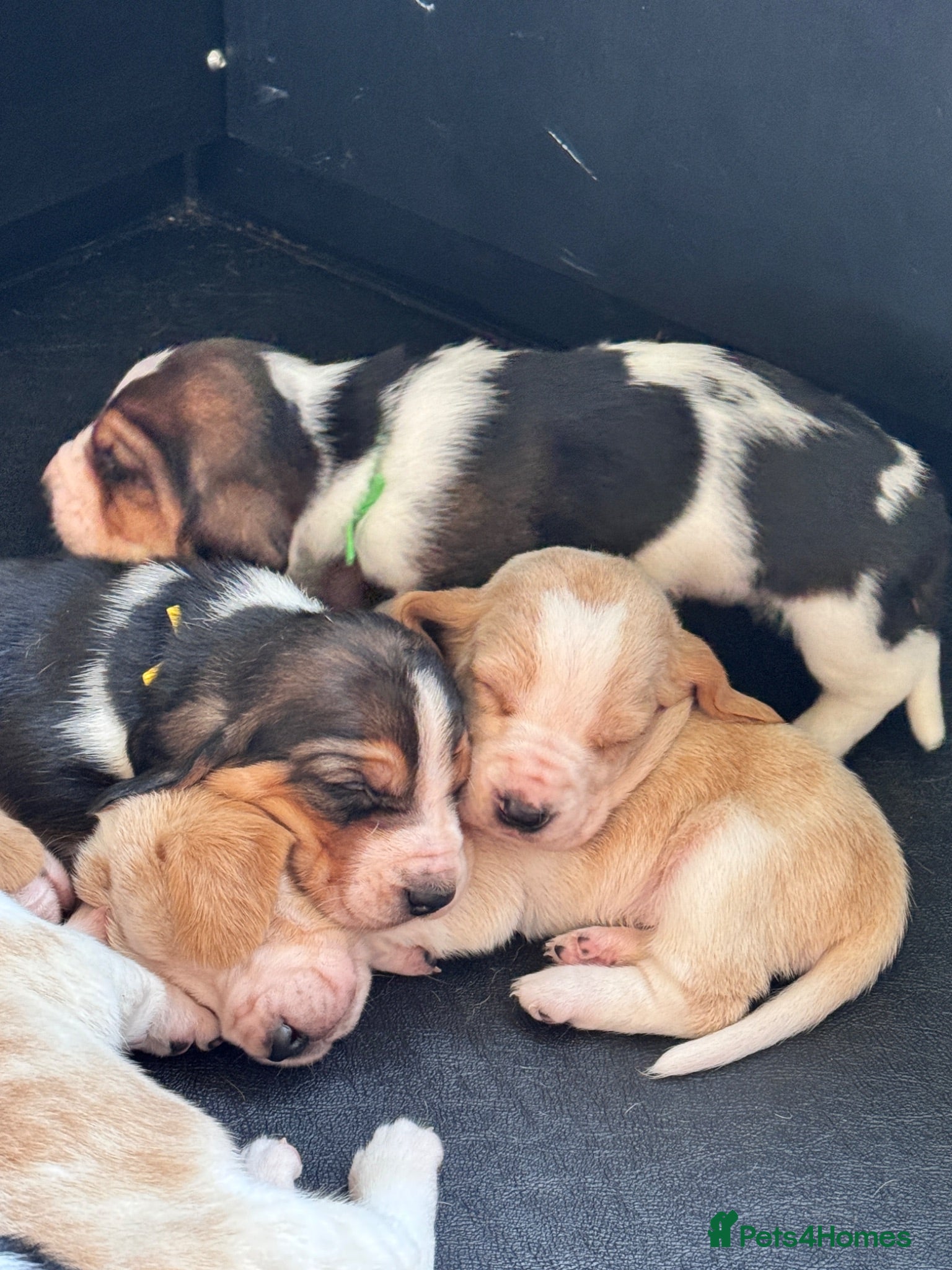 Basset Hound dogs Basset hound puppies  - Advert 2