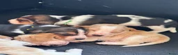 Basset Hound dogs for sale: Basset hound puppies  - Advert 2