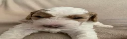 Double Doodle dogs for sale: ⭐️Premium Multi gen Double Doodle puppies - Advert 21