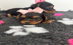 Yorkshire Terrier dogs for sale: Yorkshire Terrier Puppy 5 - 6 beautiful Yorkshire terriers  - Image 24