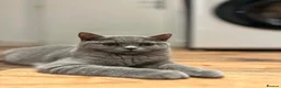 British Shorthair cats for sale: 👑🏆GCCF Registered British Shorthair Kittens🏆👑 - Advert 12