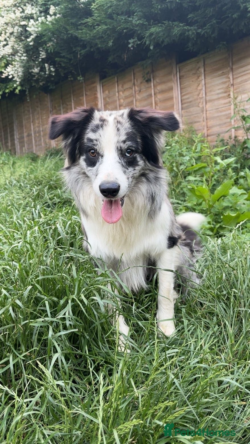 Border Collie dogs Blue boy collie 2yrs old  - Advert 9