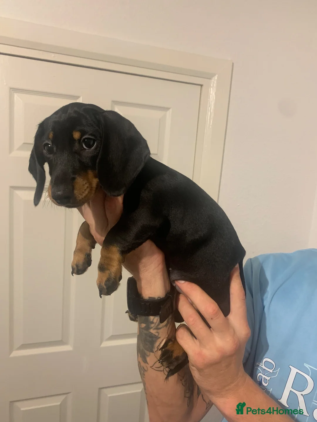 Dachshund dogs for sale: Beautiful Miniature Dachshund puppy 🐾❤️ - Advert 5