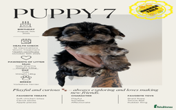 Yorkshire Terrier dogs for sale: 3 Male Yorkshire terriers left  - Image 7