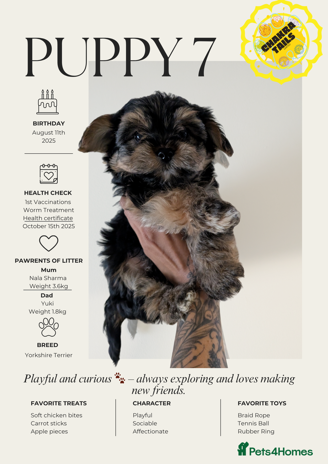 Yorkshire Terrier dogs for sale: 3 Male Yorkshire terriers left  - Image 7