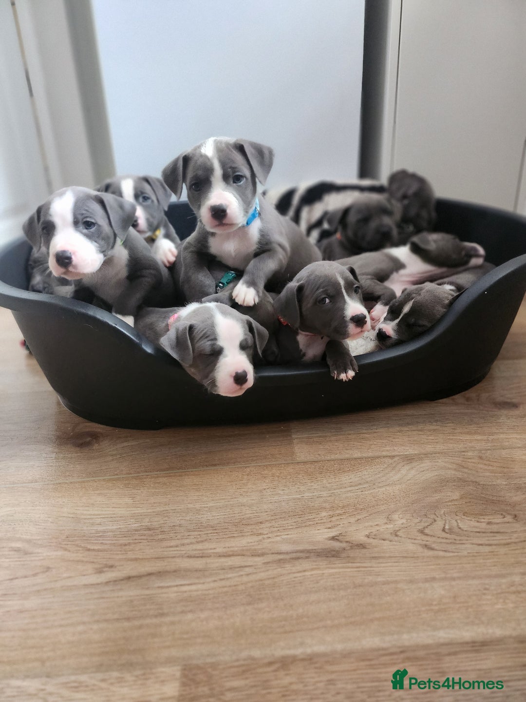 Staffordshire Bull Terrier dogs for sale: Staffies  - Image 1