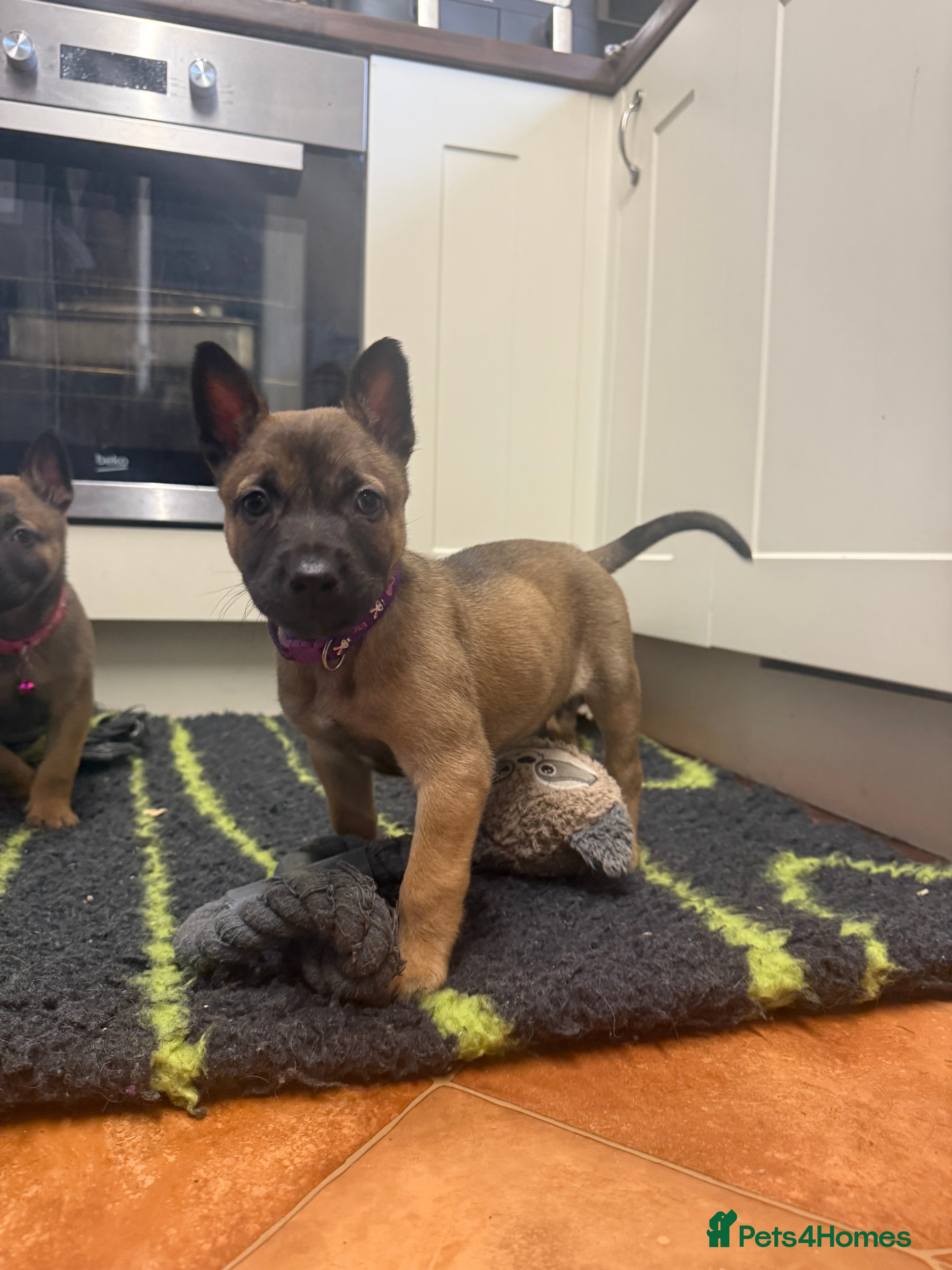 Belgian Shepherd Dog dogs KC Registered & Health Tested Belgian Malinois - Advert 2