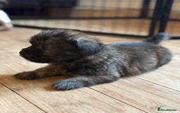 Mixed Breed dogs for sale: Fluffy Frenchie x Jackapoo  - Image 18