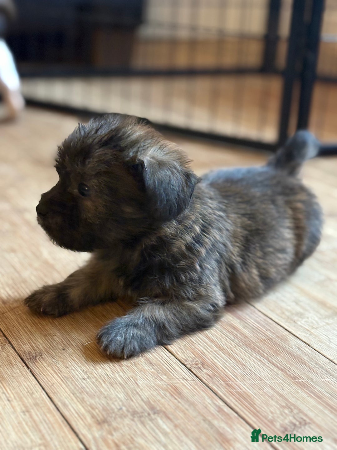 Mixed Breed dogs for sale: Fluffy Frenchie x Jackapoo  - Image 18