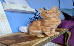Maine Coon cats for sale: Beautiful Pedigree Maine Coon Kittens  - Image 18