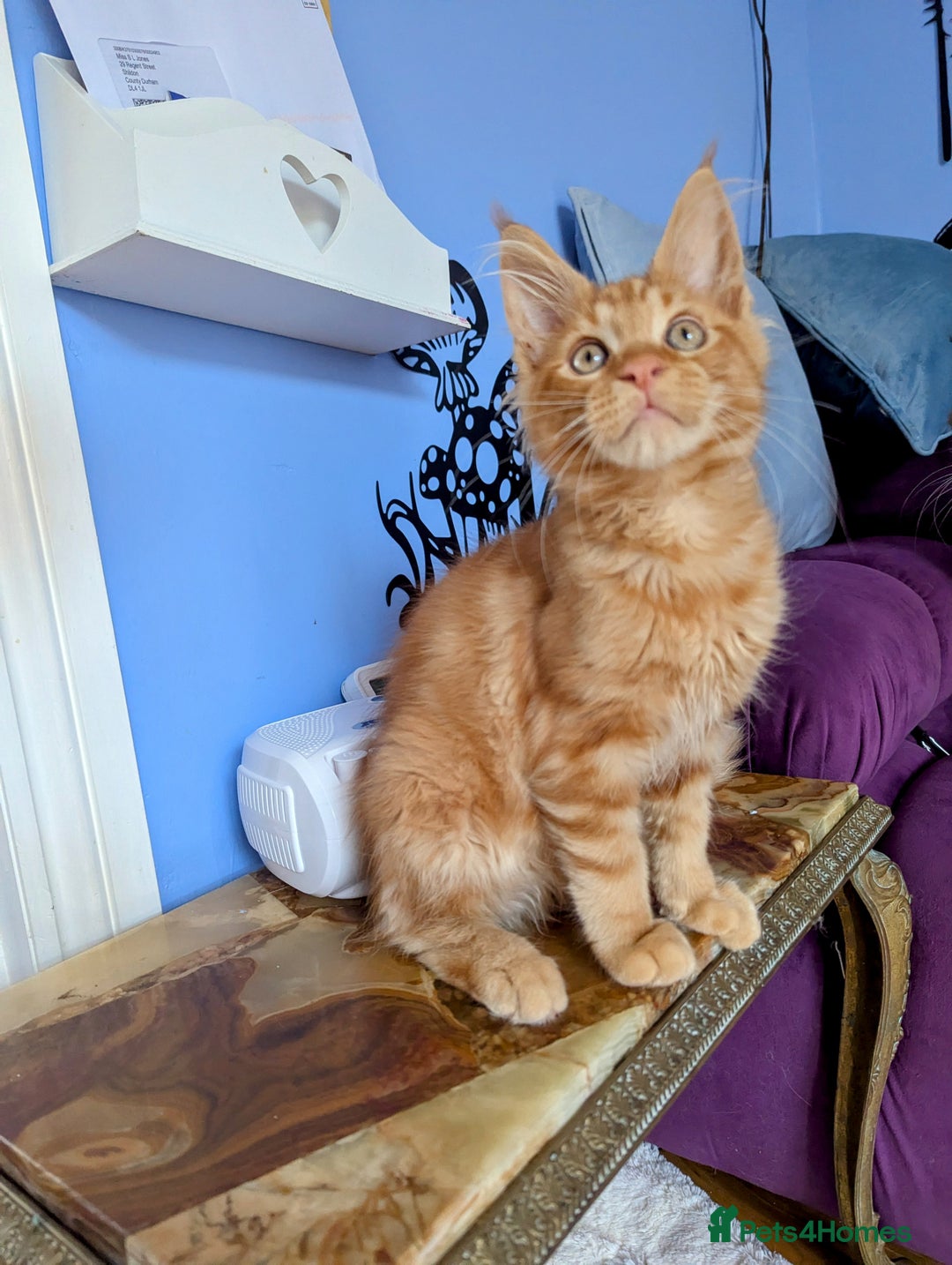 Maine Coon cats for sale: Beautiful Pedigree Maine Coon Kittens  - Image 18