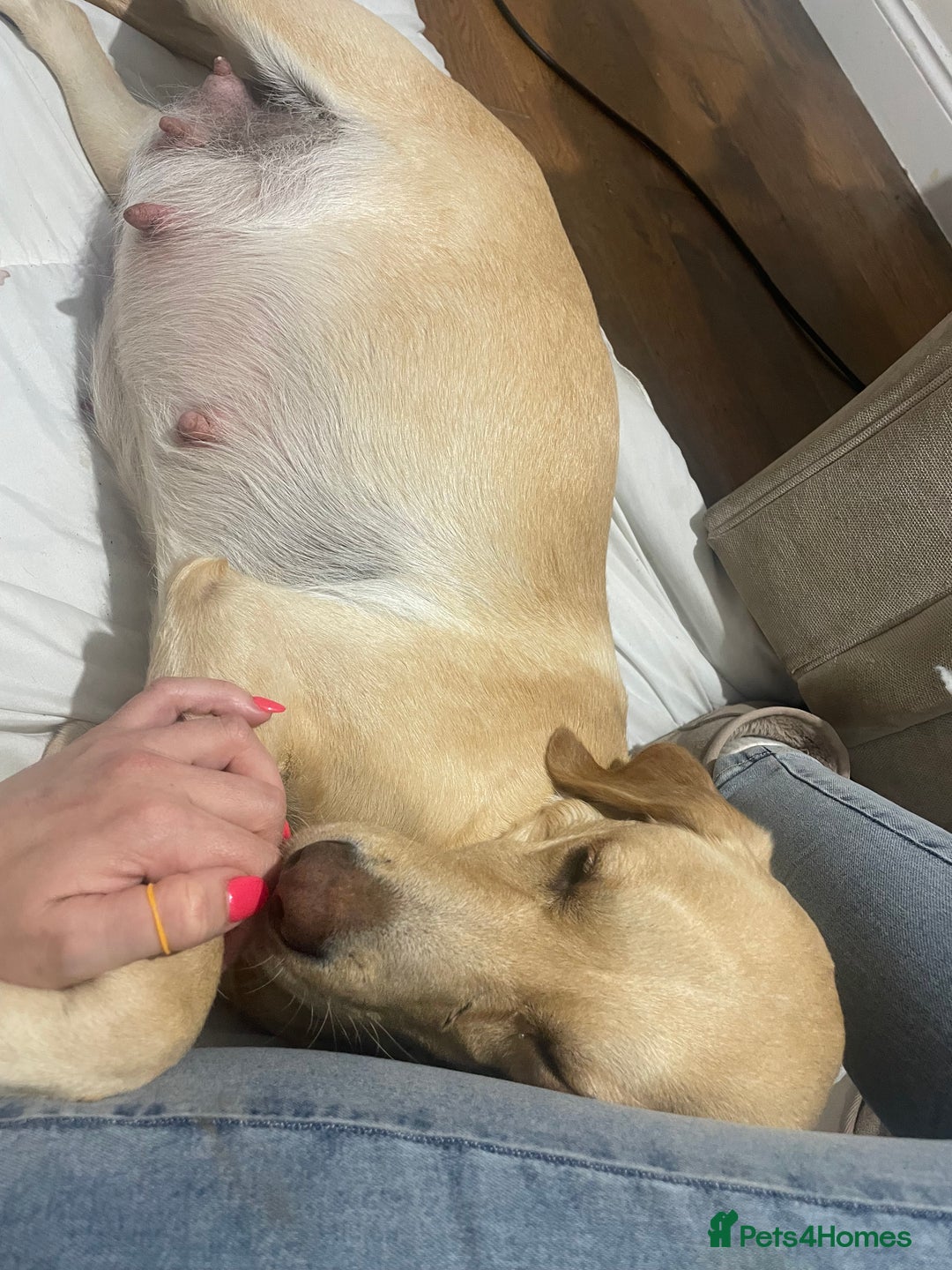 Cockerdor dogs for sale: Labrador X Cocker Pups  - Image 8