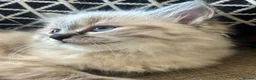 Ragdoll cats for sale: Stunning Pure Ragdoll kittens  - Advert 2