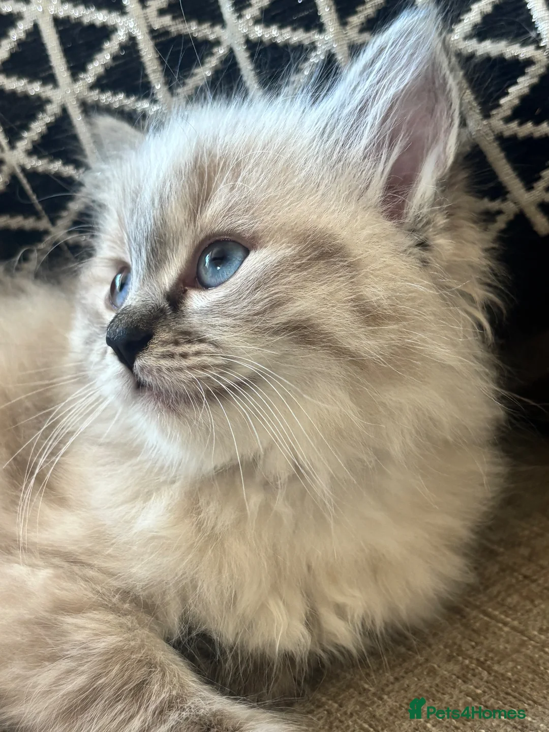 Ragdoll cats for sale: Stunning Pure Ragdoll kittens  - Advert 2