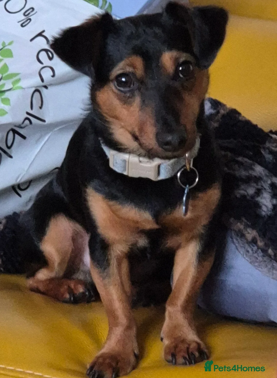 Jack Russell dogs for stud: Dog for stud  - Advert 1