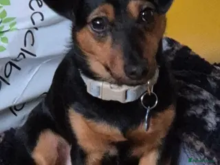 Jack Russell dogs Dog for stud - Advert 2