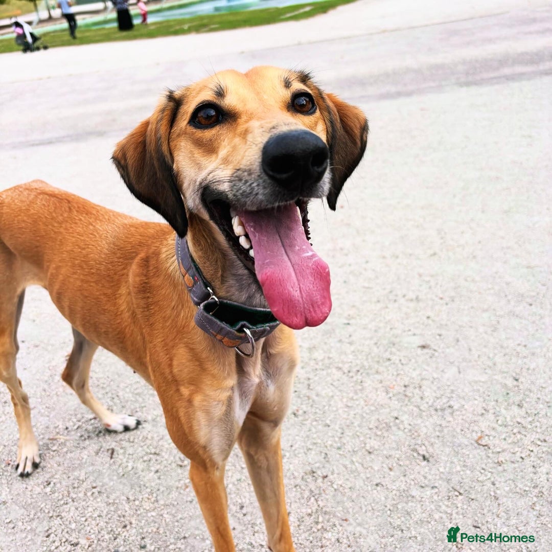 Mixed Breed dogs for sale: Beautiful saluki x greyhound for adoption - Image 19