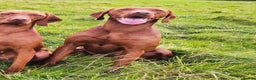 Hungarian Vizsla dogs for sale: Stunning Vizsla Puppies  - Advert 3