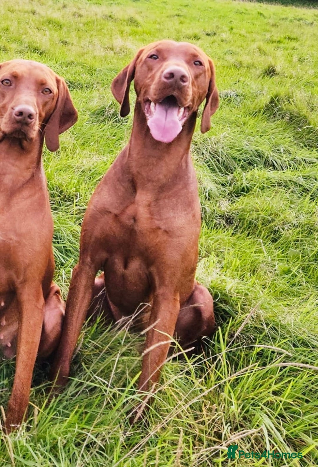 Hungarian Vizsla dogs for sale: Stunning Vizsla Puppies  - Advert 3