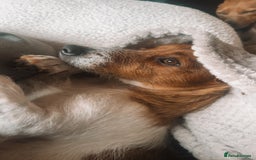 Jack Russell dogs for sale: Jack Russell  - Image 9