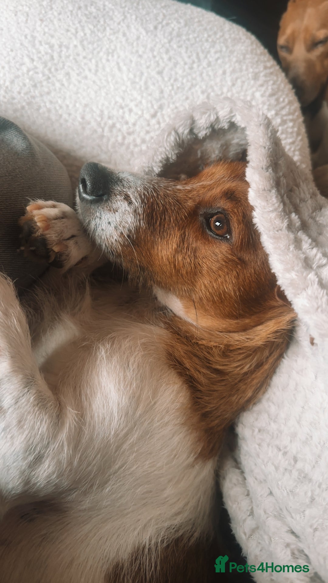 Jack Russell dogs for sale: Jack Russell  - Image 9