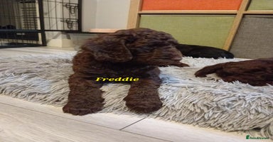 Mixed Breed dogs - Advert 12