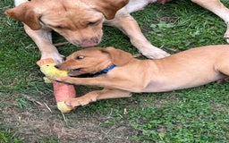 Labrador Retriever dogs for sale: Ready to go! KC reg Labradors (yellow/Foxred) - Image 34