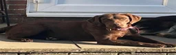 Labradoodle dogs for sale: Miniature Labradoodle Puppies  - Advert 16