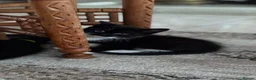 Mixed Breed cats for sale: FREE 3 Tuxedo Kittens + 1 Black kitten 4 Adpotion - Advert 10