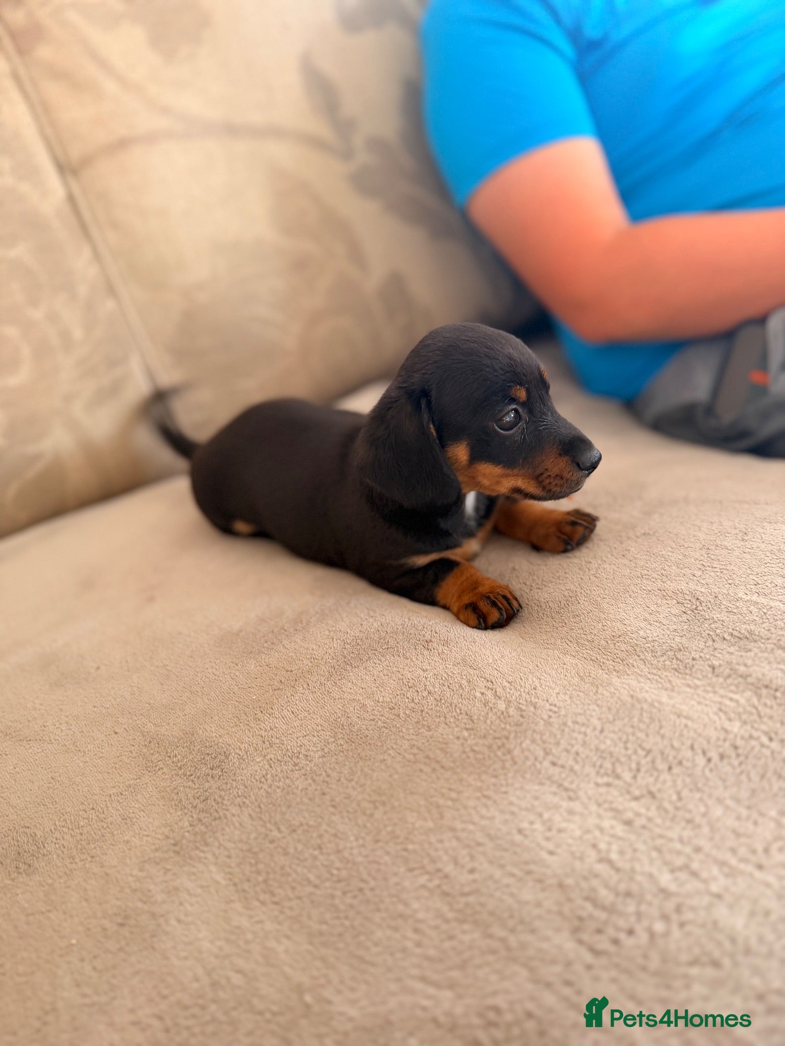 Jackshund dogs Jackshund puppy for sale  - Advert 1