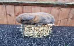 Mini Lop rabbits for sale: Mini lops 2 litters 2 + 5 - Image 7