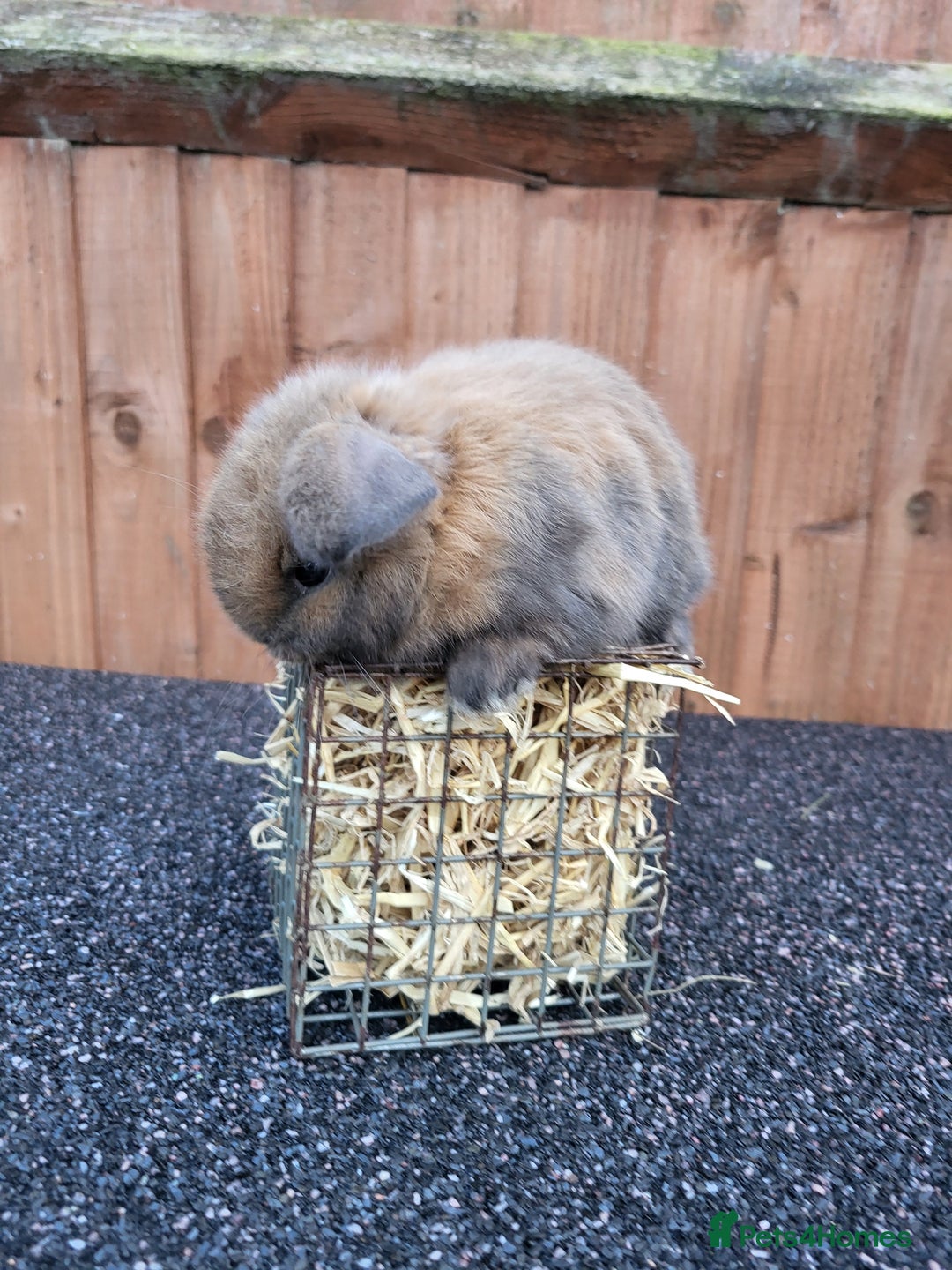 Mini Lop rabbits for sale: Mini lops 2 litters 2 + 5 - Image 7