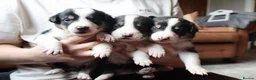 Border Collie dogs for sale: Border Collie Pups - Advert 3