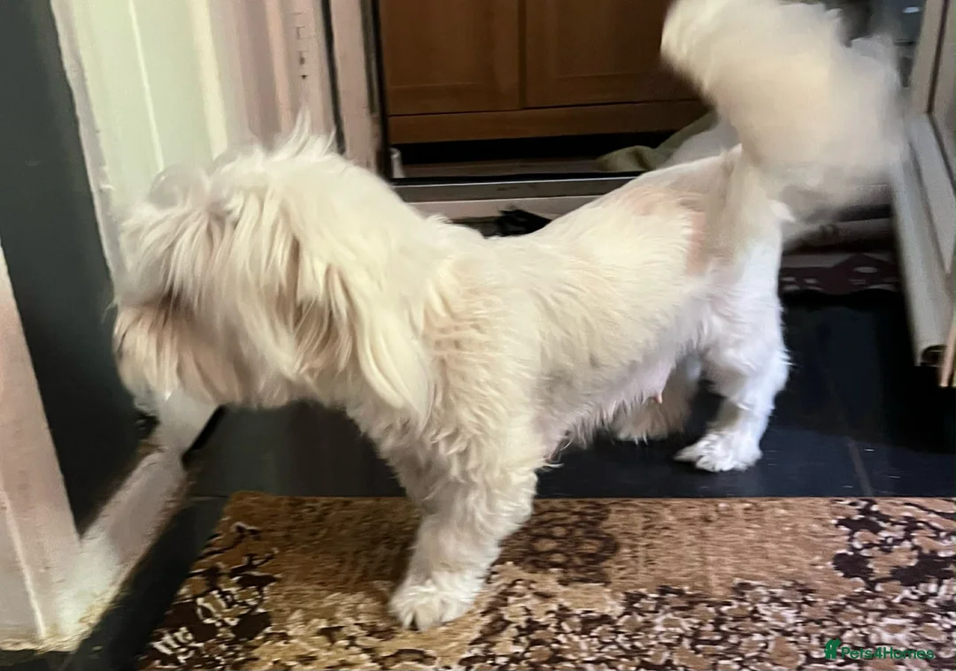 Maltese dogs for sale: Bichon Maltese mini toy , one boy and one girl in Hemel Hempstead - Advert 2