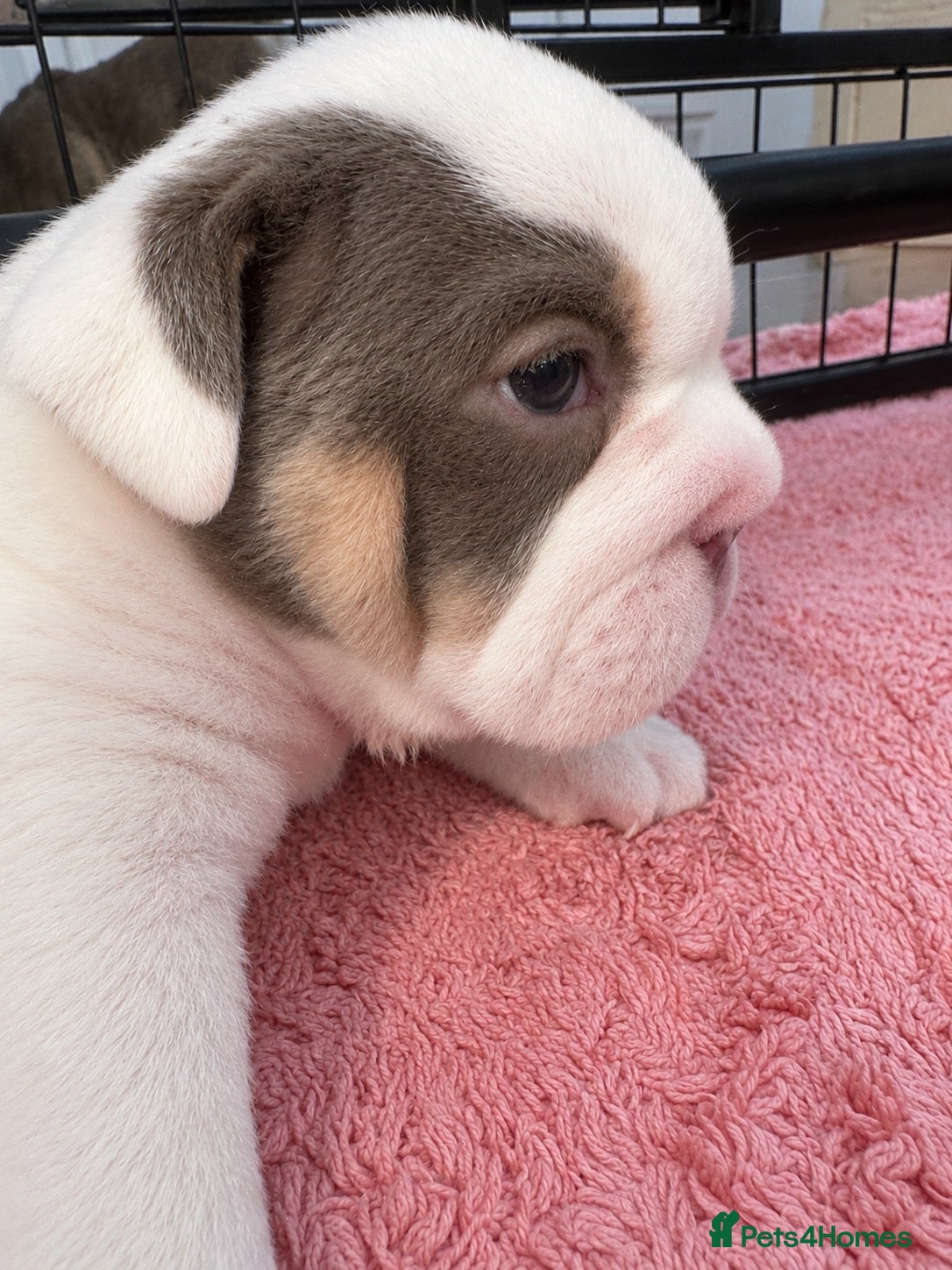 English Bulldog dogs English bulldog puppies  - Advert 4