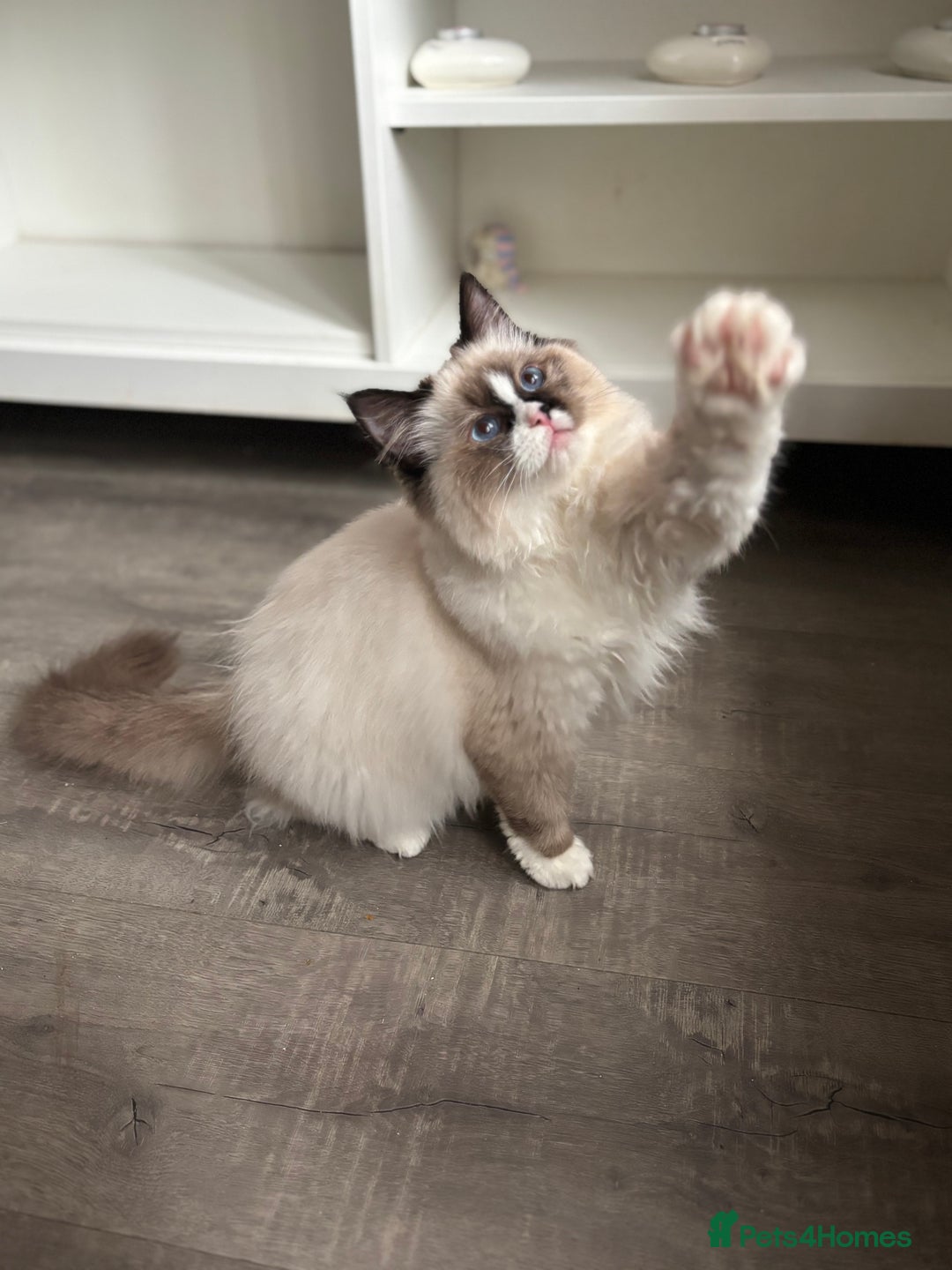 Ragdoll cats for sale: Stunning gccf seal mitted  girl really fluffy  - Image 10