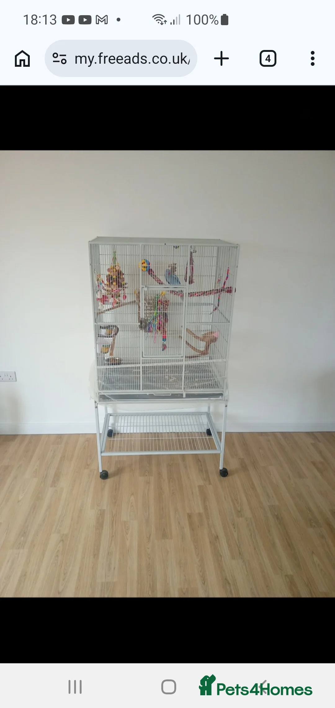 Ringnecks birds for sale: Indian ringneck blue female - Advert 2