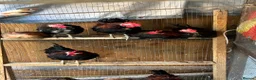 Chickens poultry for sale: Male serama chicken roosters & hatching eggs - Advert 4