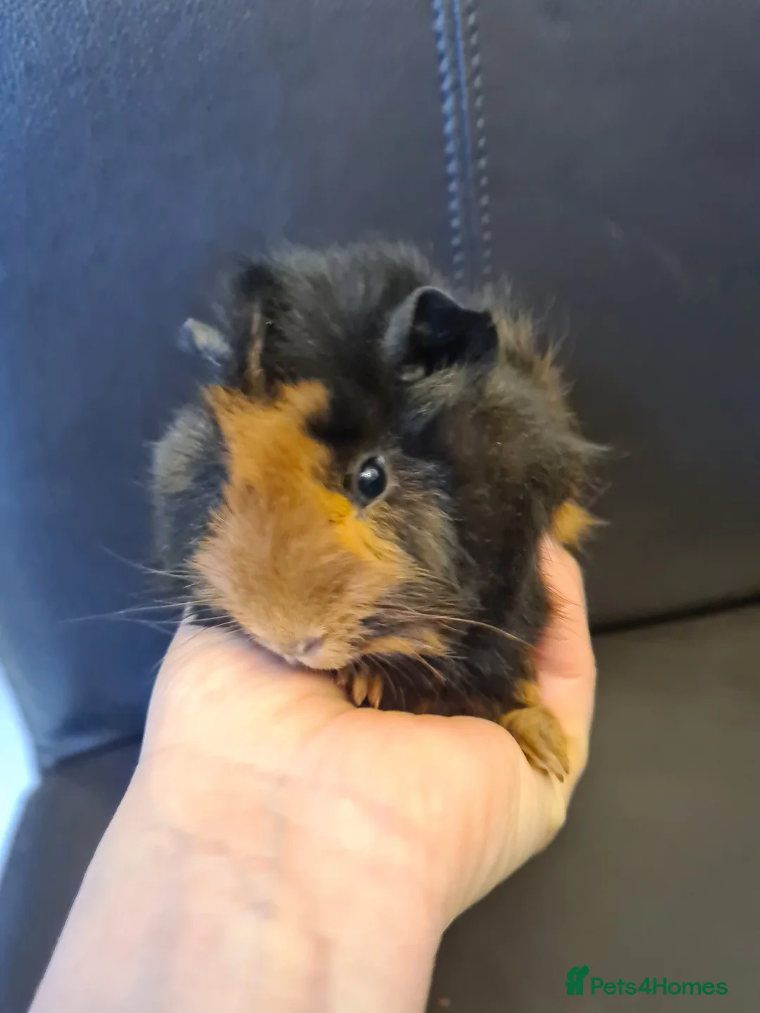 Guinea Pig rodents for sale: Beautiful fluffy baby sisters  - Advert 5