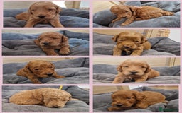 Labradoodle dogs for sale: DNA health tested F1b miniature labradoodles  - Image 1