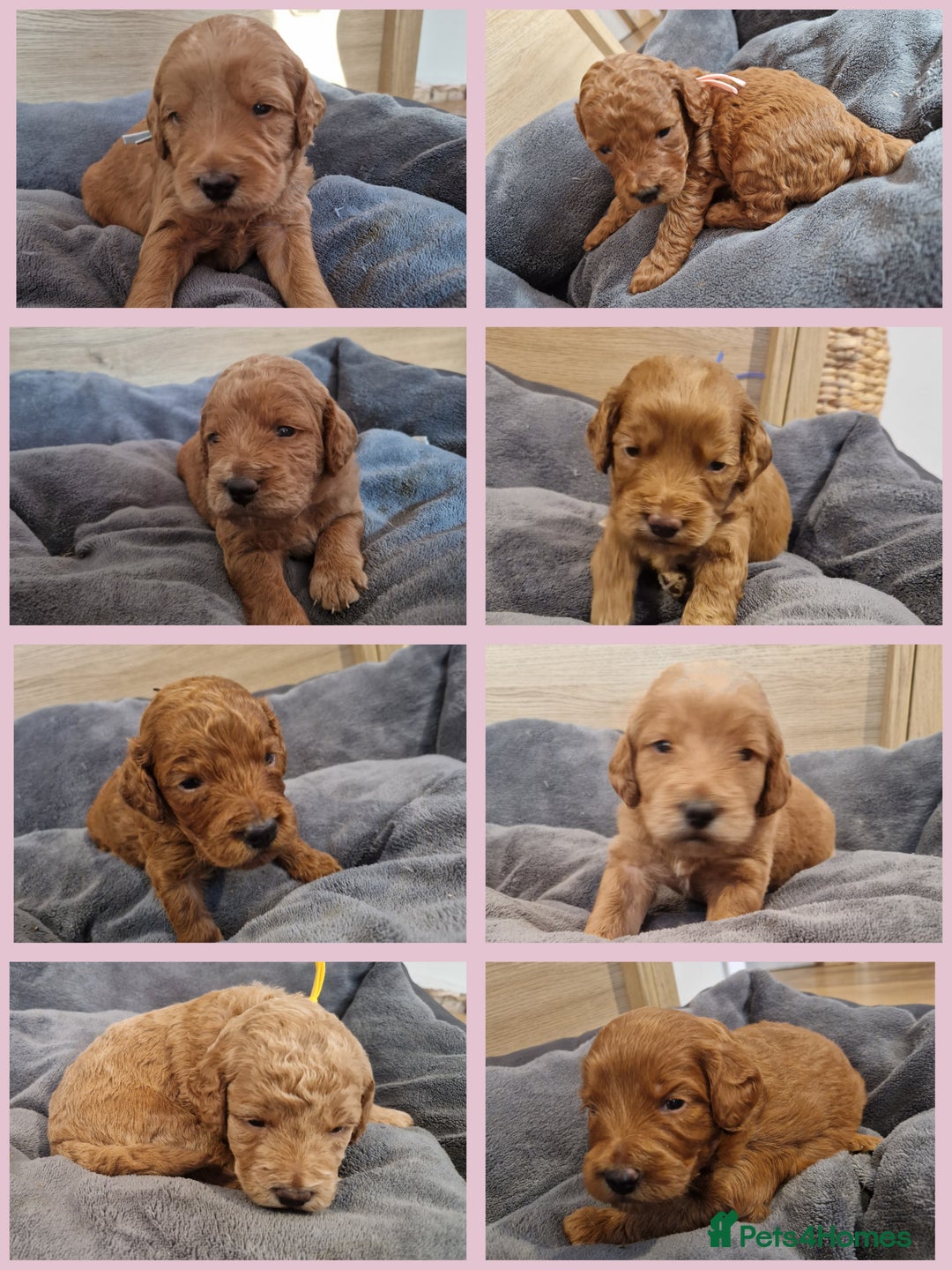 Labradoodle dogs for sale: DNA health tested F1b miniature labradoodles  - Image 1