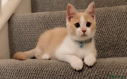 Mixed Breed cats for sale: Beautiful little boy - Image 1