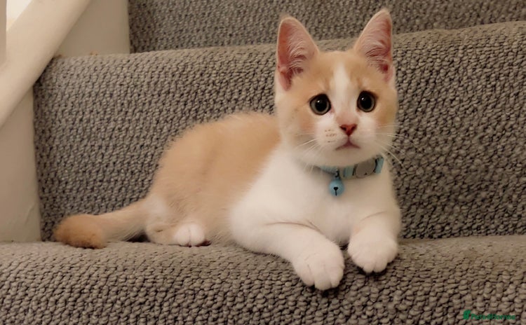 Mixed Breed cats - Advert 14
