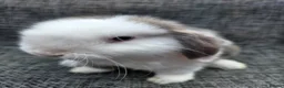 Mini Lop rabbits for sale:  mini lops for sale - Advert 5