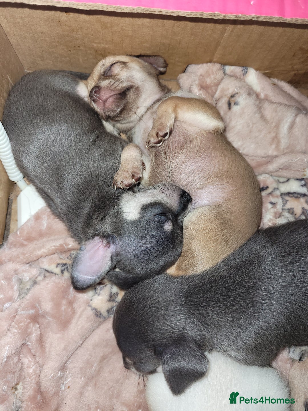 Chihuahua dogs for sale: Chihuahua puppies 2 males and 3 females  - Advert 11