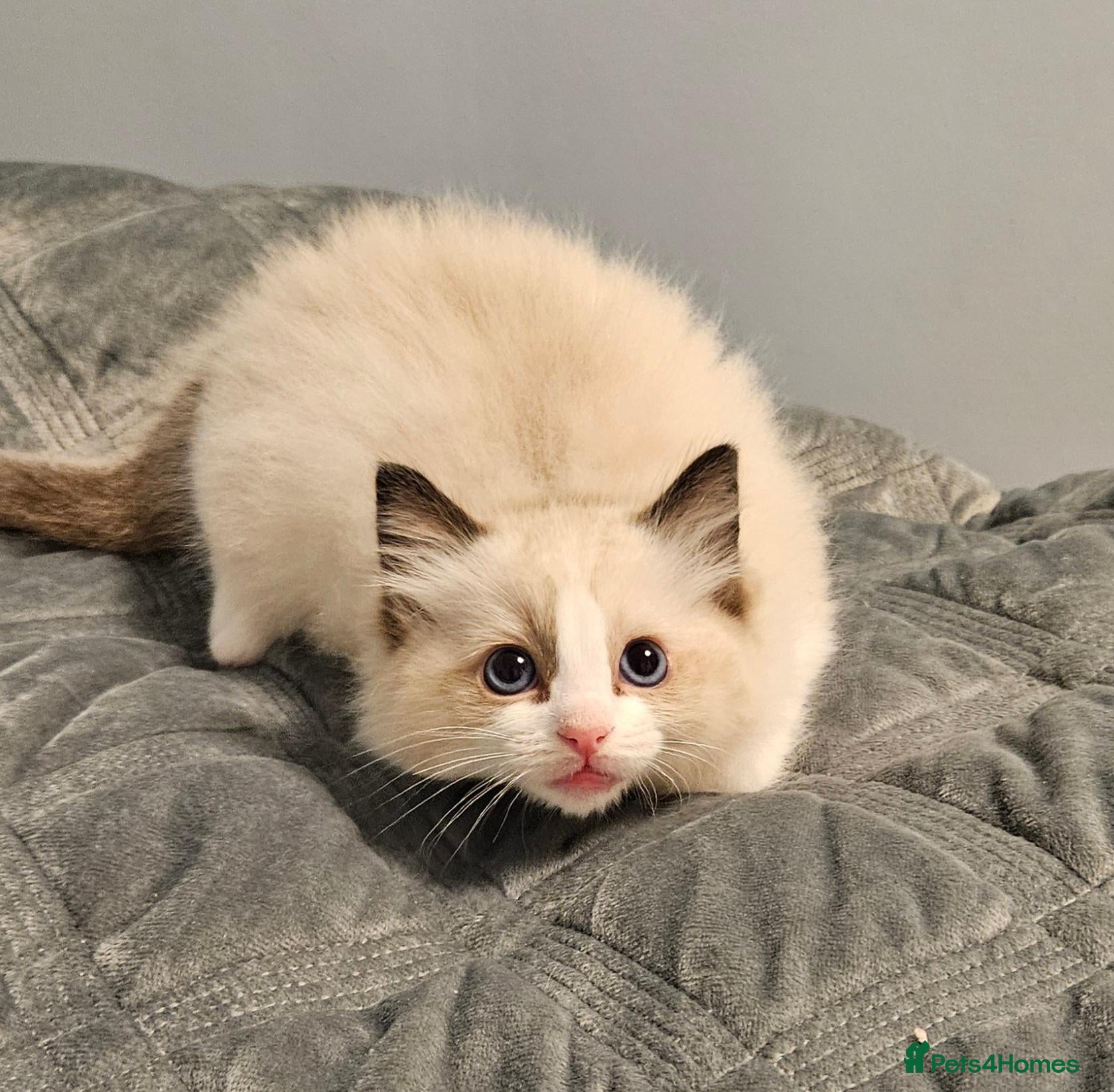 Ragdoll cats Stunning Ragdoll kittens 😸  - Advert 2