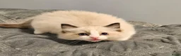 Ragdoll cats for sale: Stunning Ragdoll kittens 😸  - Advert 10