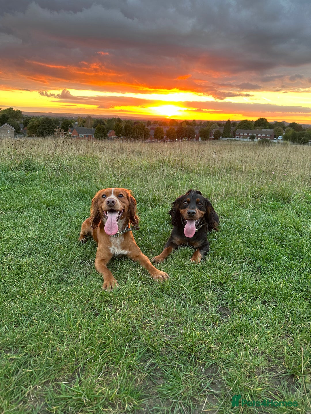 Cocker Spaniel dogs for stud: Working Cocker Spaniel at Stud (Proven) - Advert 5