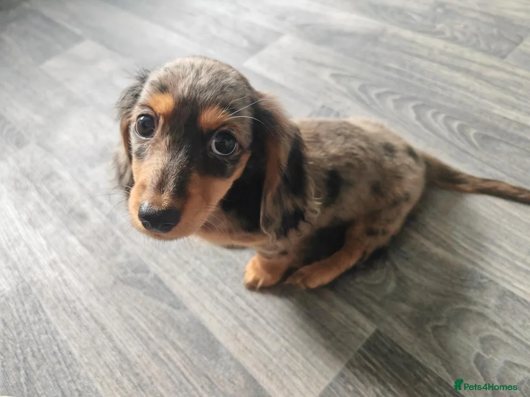 Dachshund dogs for sale: Mini Dachshund Puppy - Silver Dapple - 10 weeks in Grimsby - Advert 4